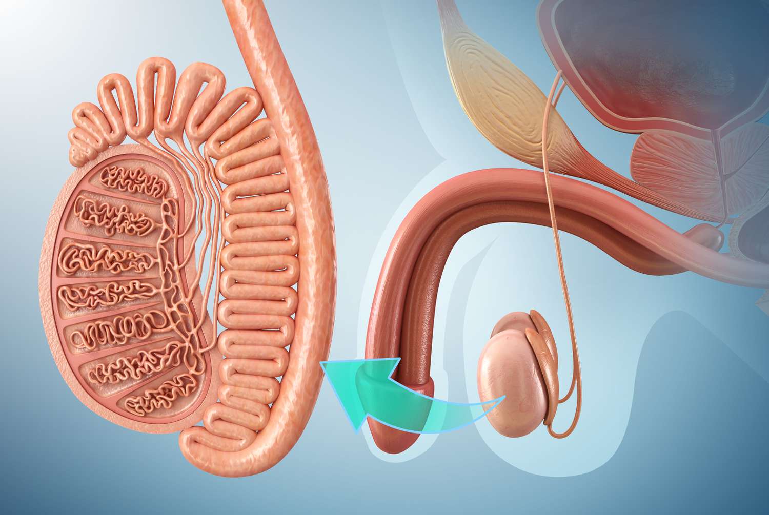 Testis (Erbezi) Nedir? Yapısı ve Testis Sağlığı İçin Tavsiyeler